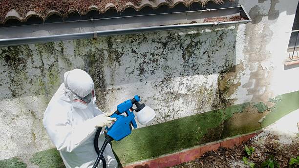 Top rated local Mold Cleanup specialists in Leesburg, VA